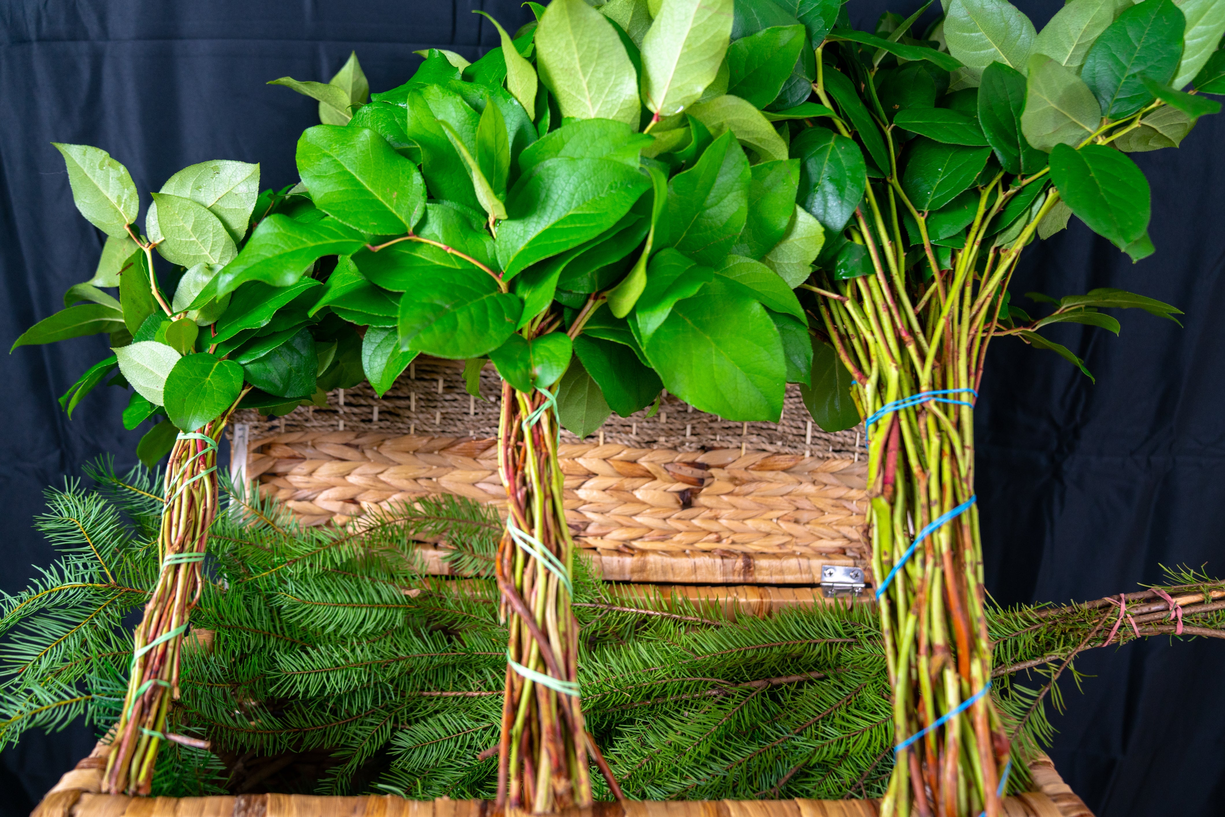 Salal (Gaultheria shallon)