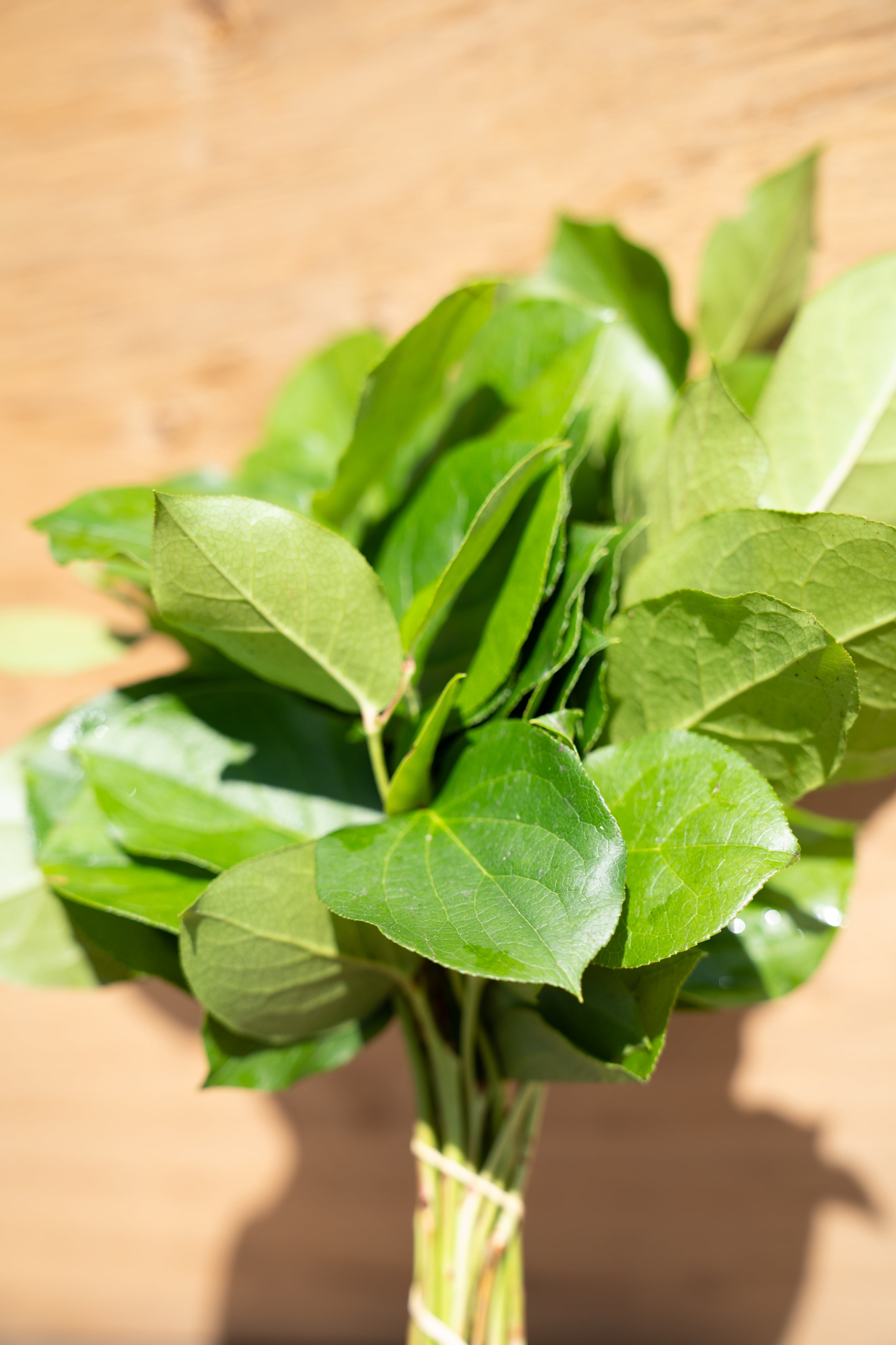 Salal Mini (15" Stems) | Lemon Leaf (Gaultheria Shallon)