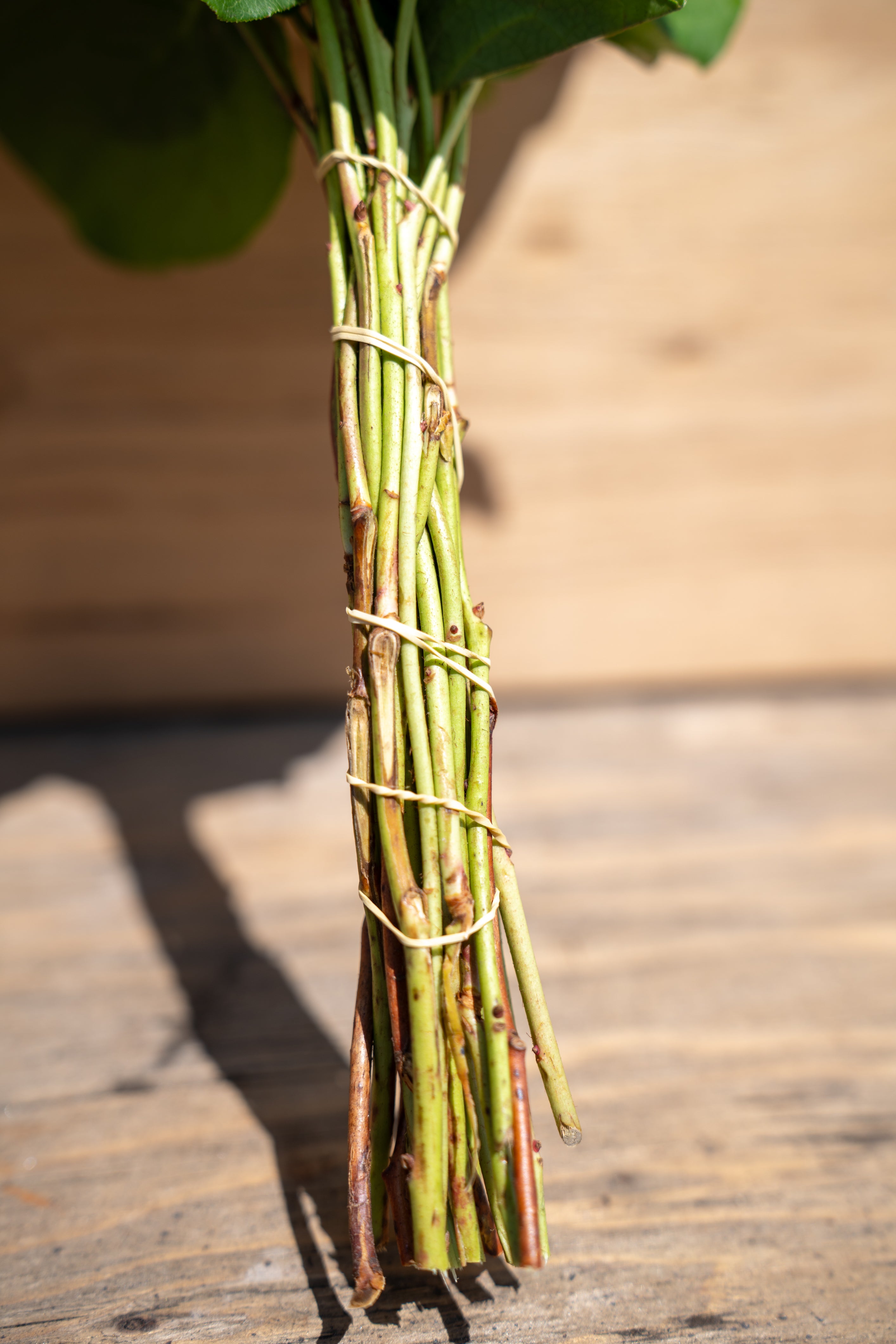 Salal Mini (15" Stems) | Lemon Leaf (Gaultheria Shallon)