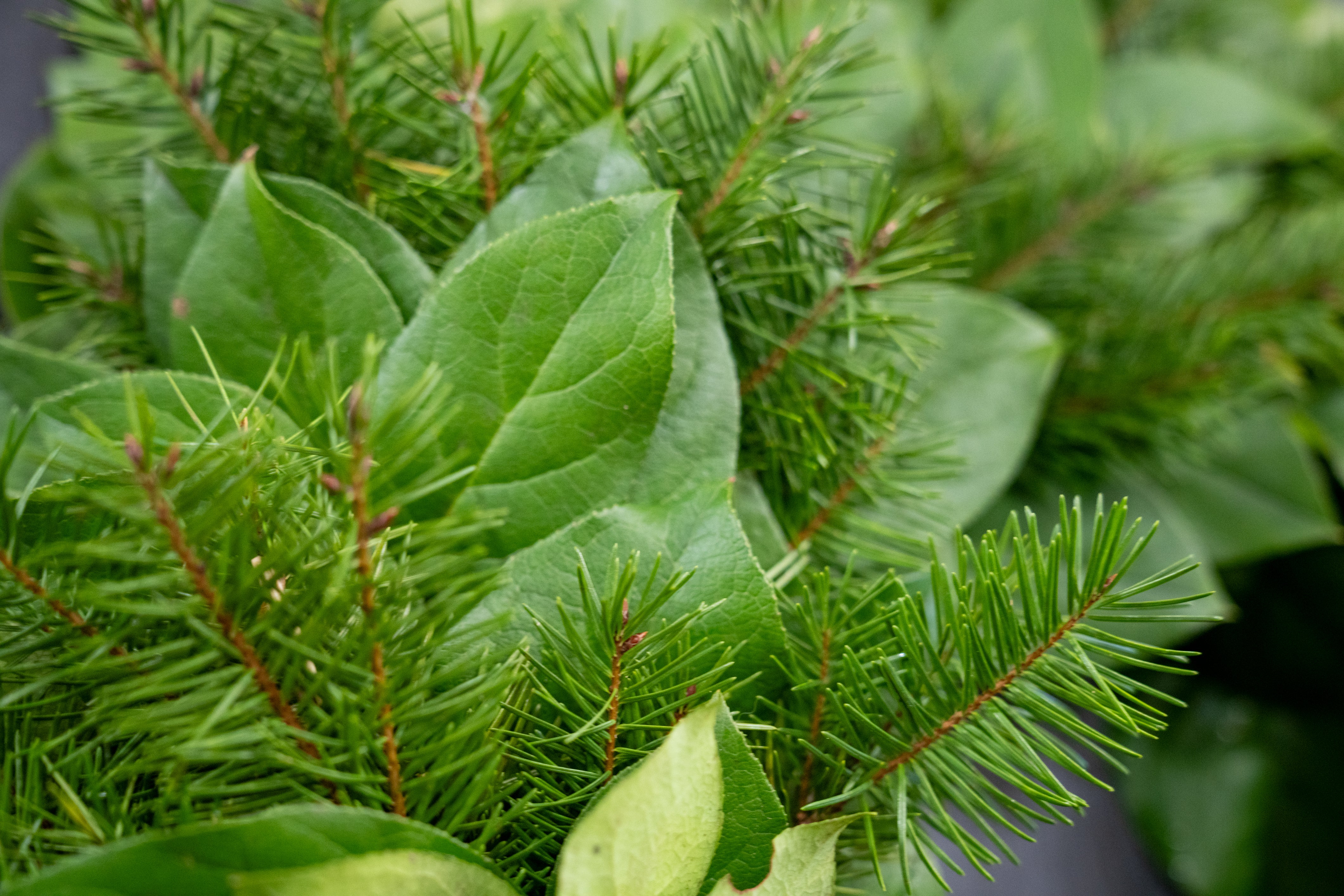 The Evergreen Forest