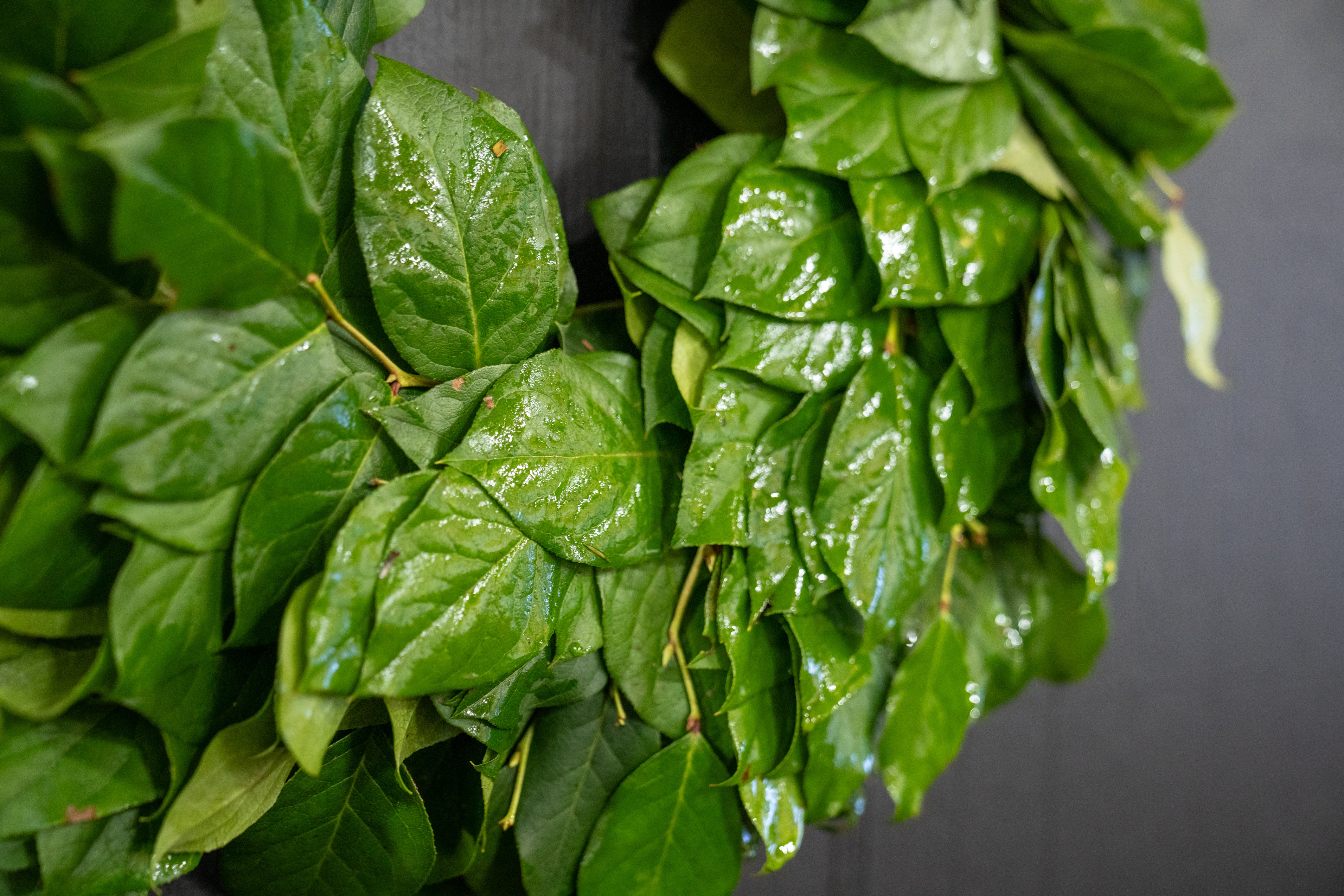 The Salal Crown