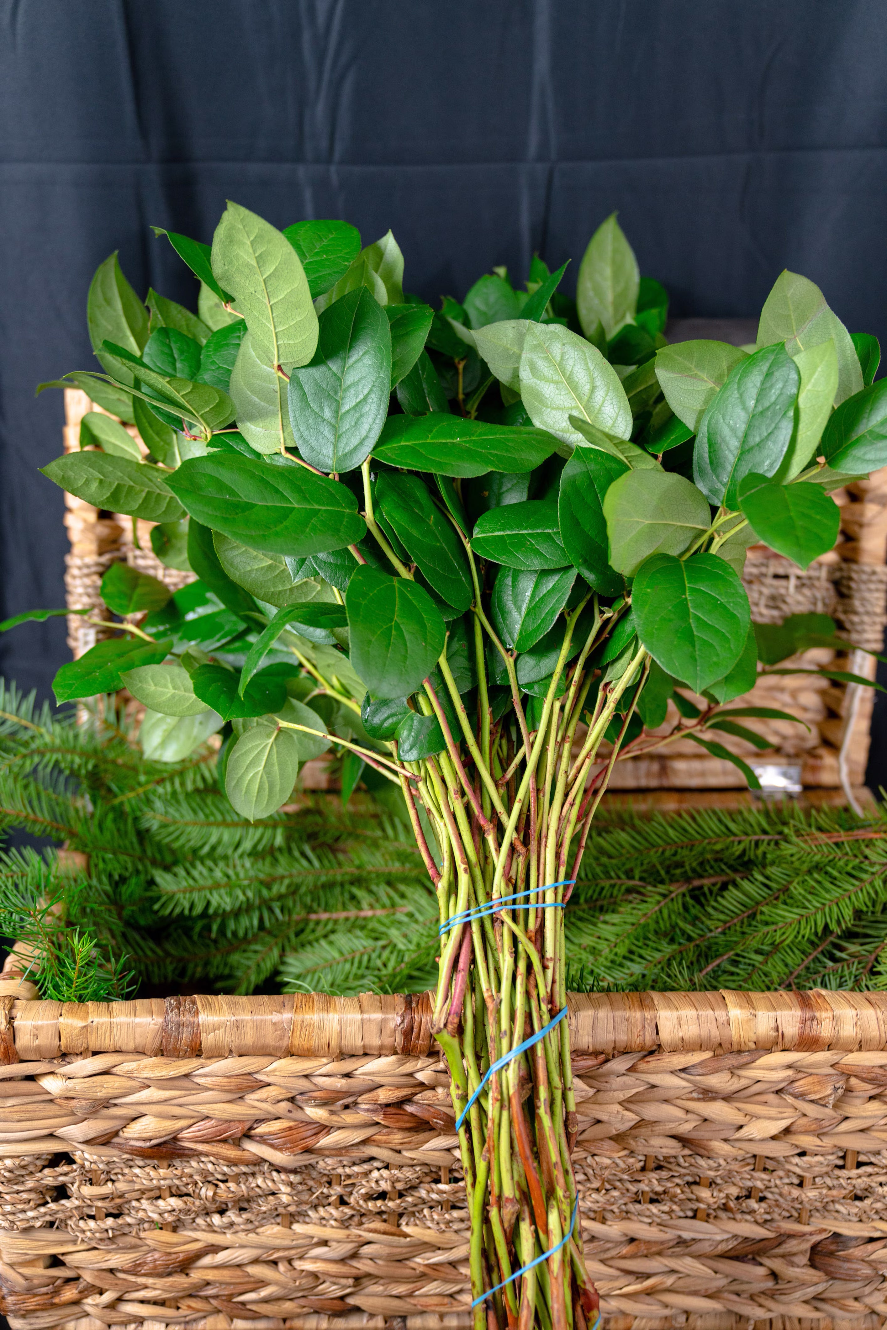 Long Stem Salal (27" stems) | Lemon Leaf (Gaultheria Shallon)