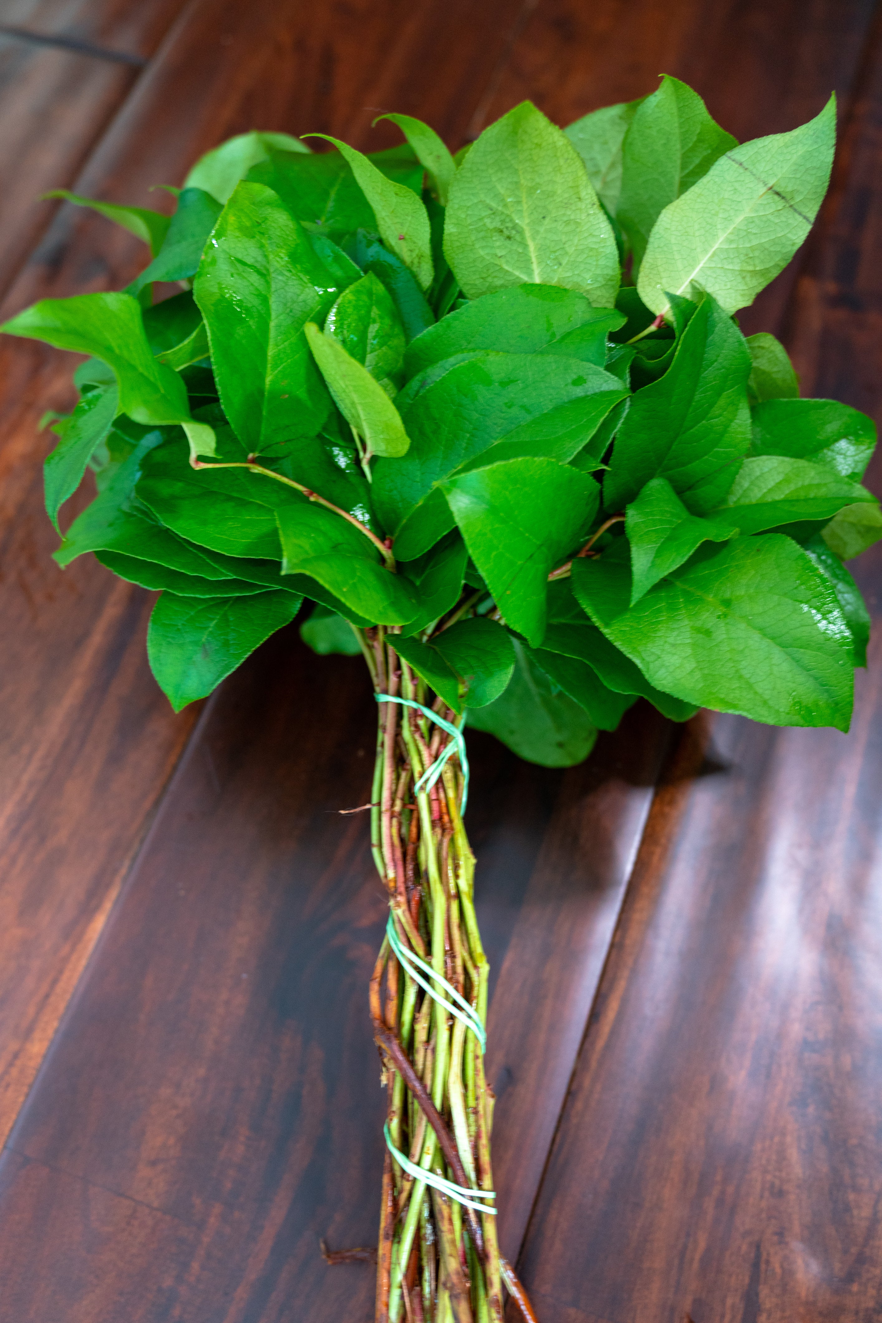 Salal Tips (19.5" Stems) | Lemon Leaf/Papoose (Gaultheria Shallon)