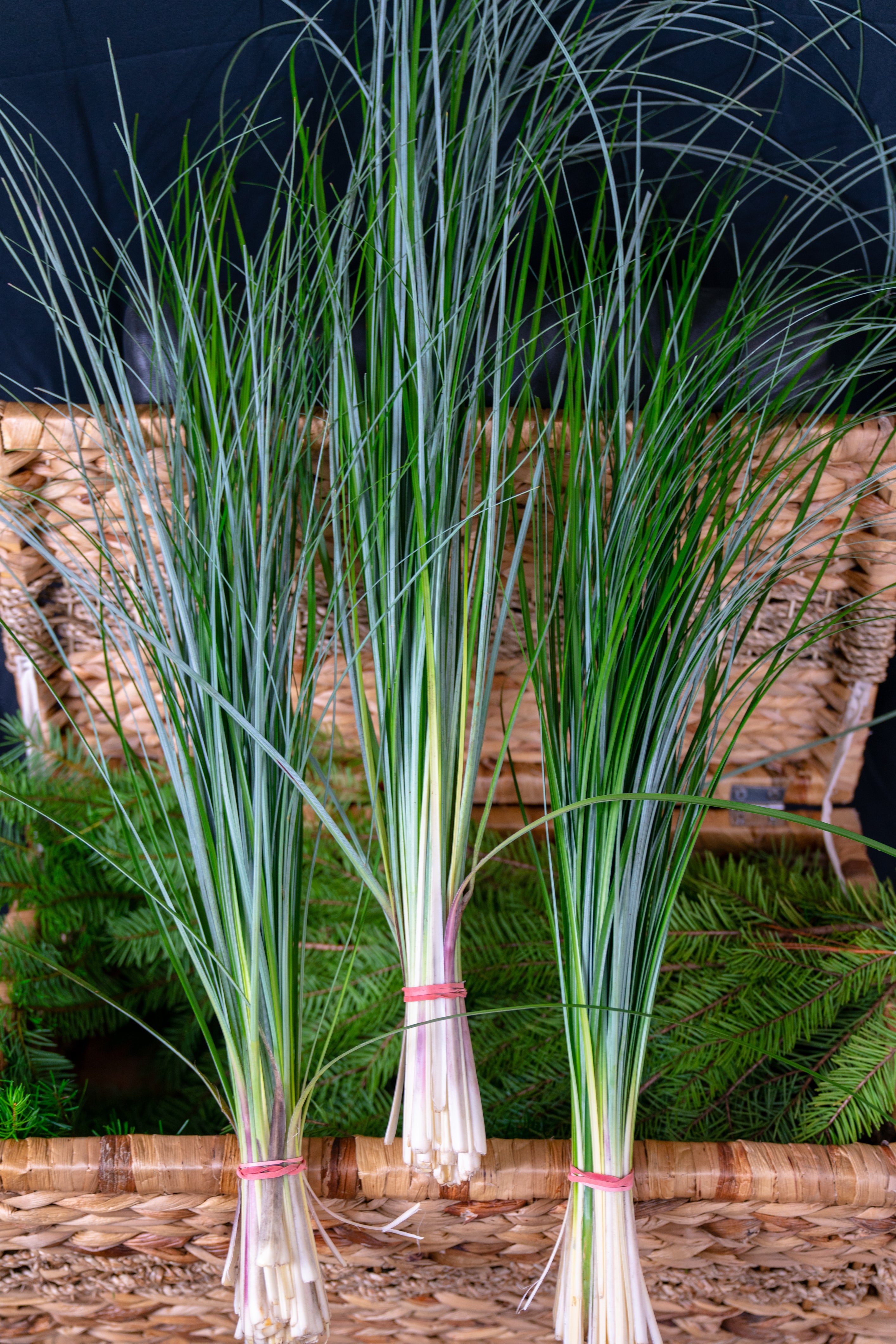 Beargrass - Xerophyllum Tenax