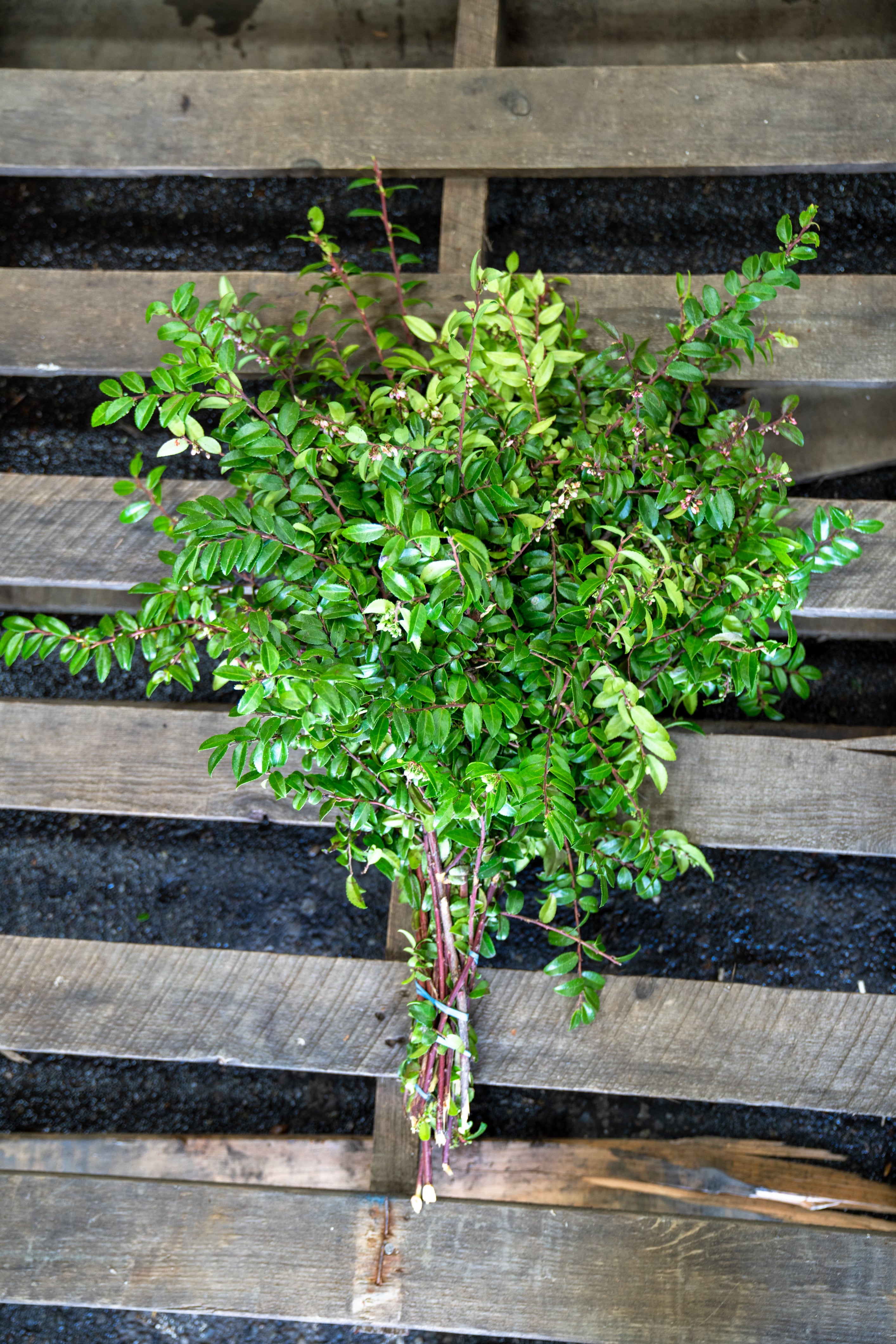 Green Huck (Huckleberry)