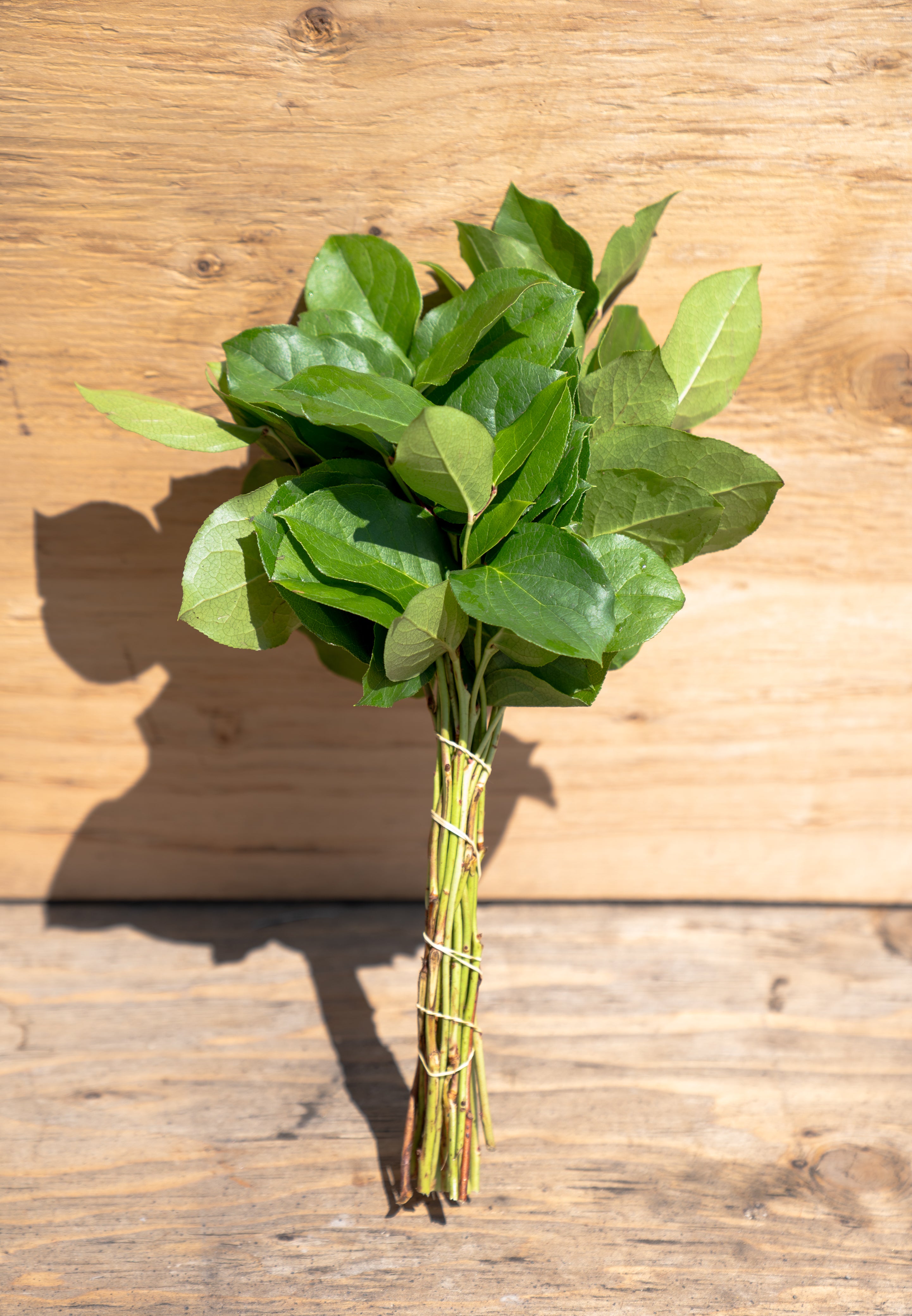 Salal Mini (15" Stems) | Lemon Leaf (Gaultheria Shallon)