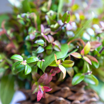 Hanging basket with green plants and pink flowers against a blurred background