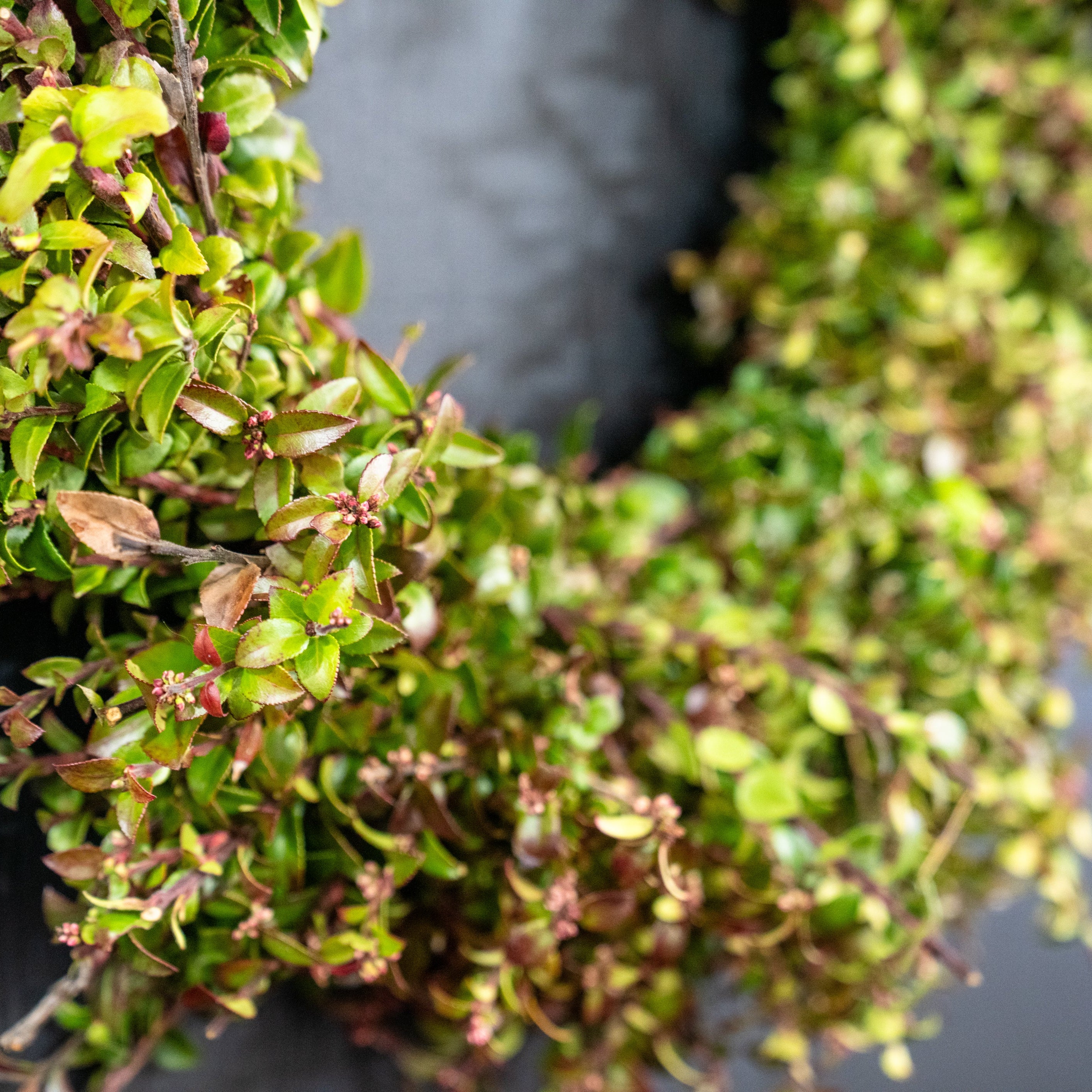 Huckleberry Ember
