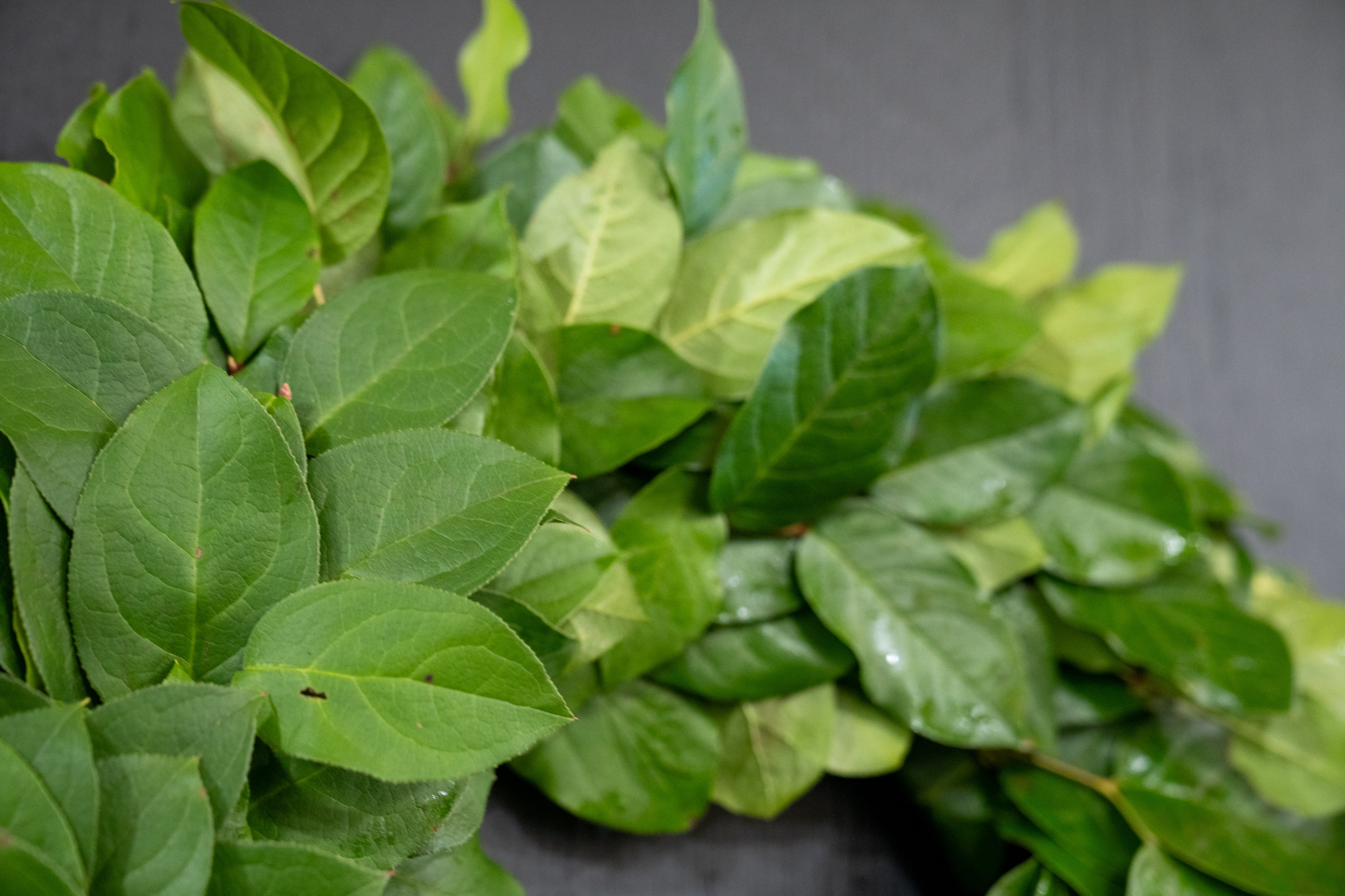The Salal Crown