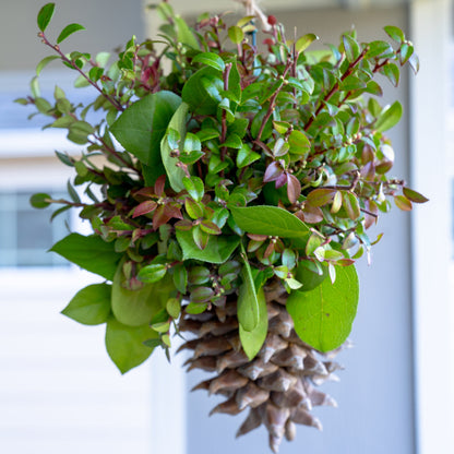 Hanging basket with green leaves and pinecones against a light background