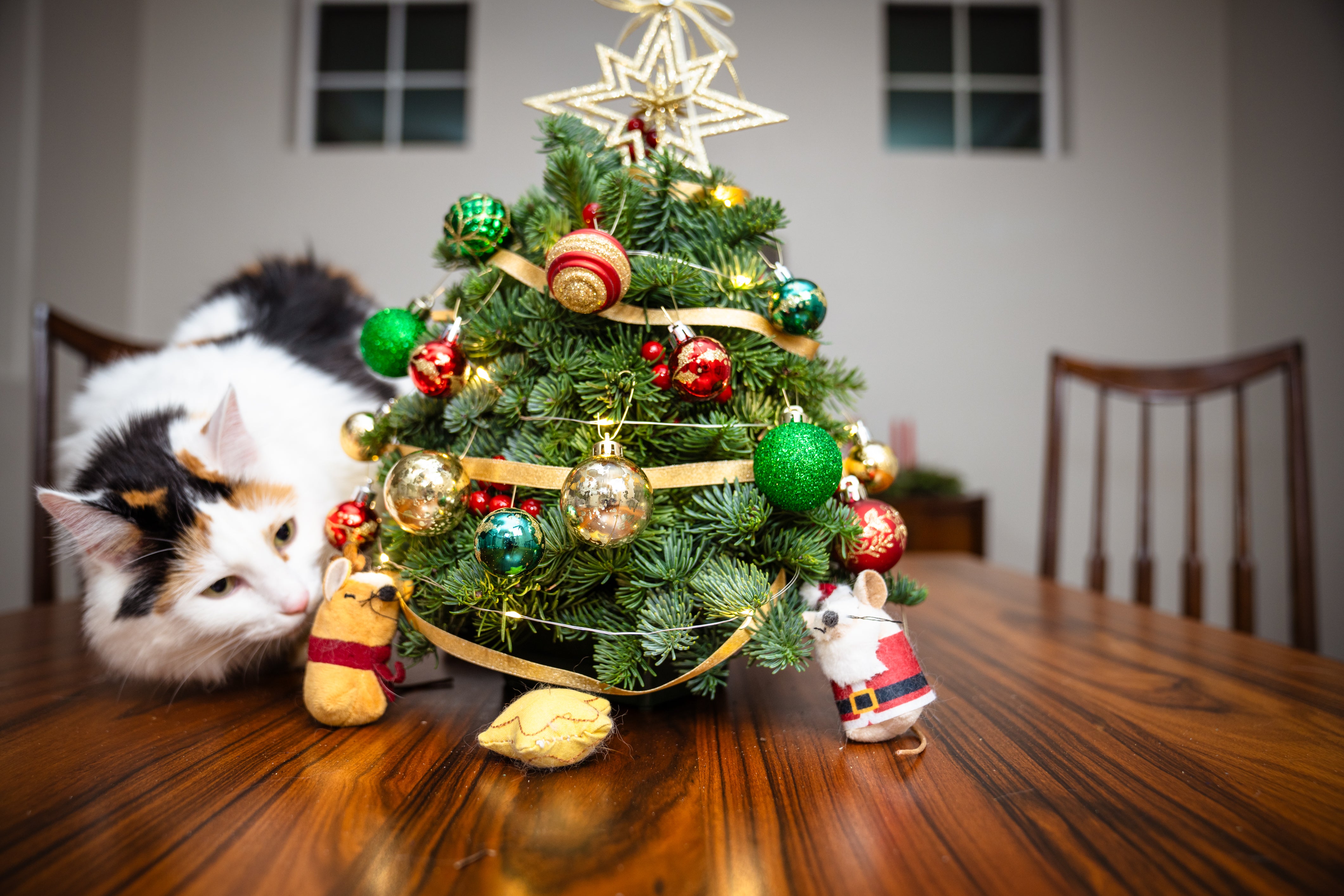 Cat admiring mini Christmas tree