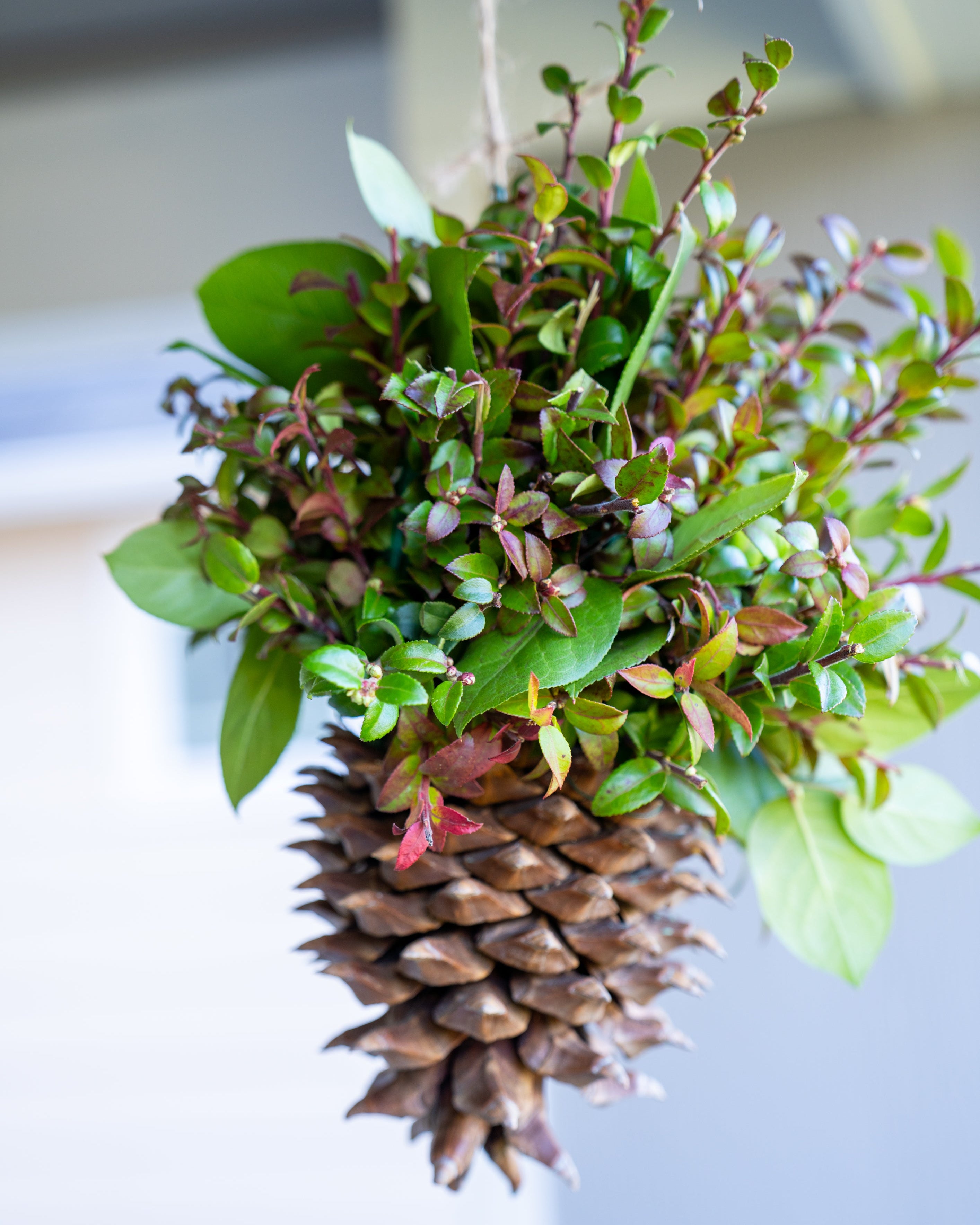 Hanging basket with greenery and a pine cone base on a neutral background