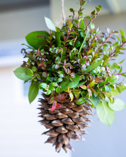 Hanging basket with greenery and a pine cone base on a neutral background