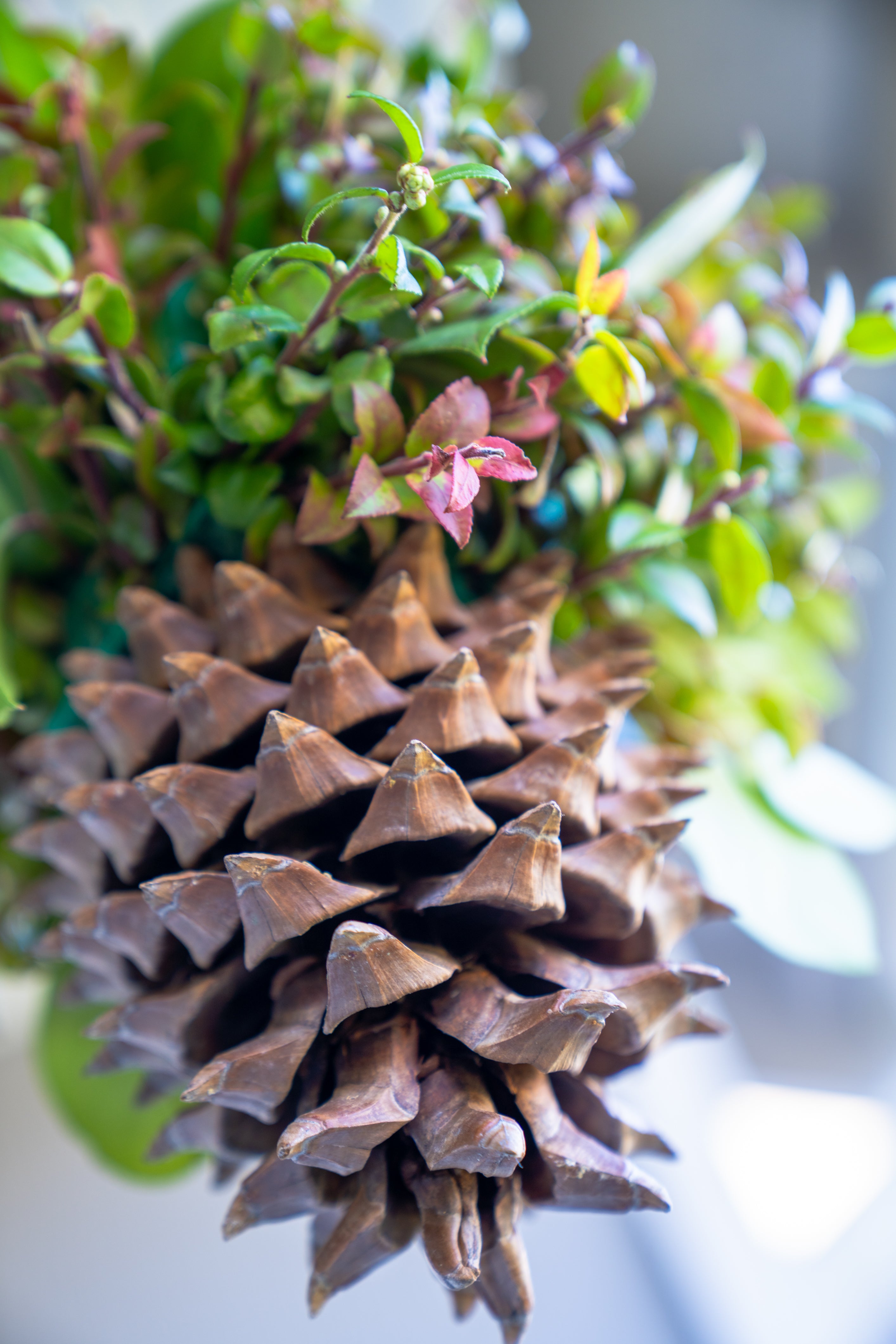 Close-up of a pine cone with green foliage in the background